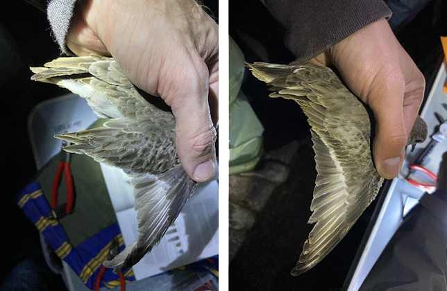 Dunlin wings; Juvenile (left), adult (right) © R Phillips
